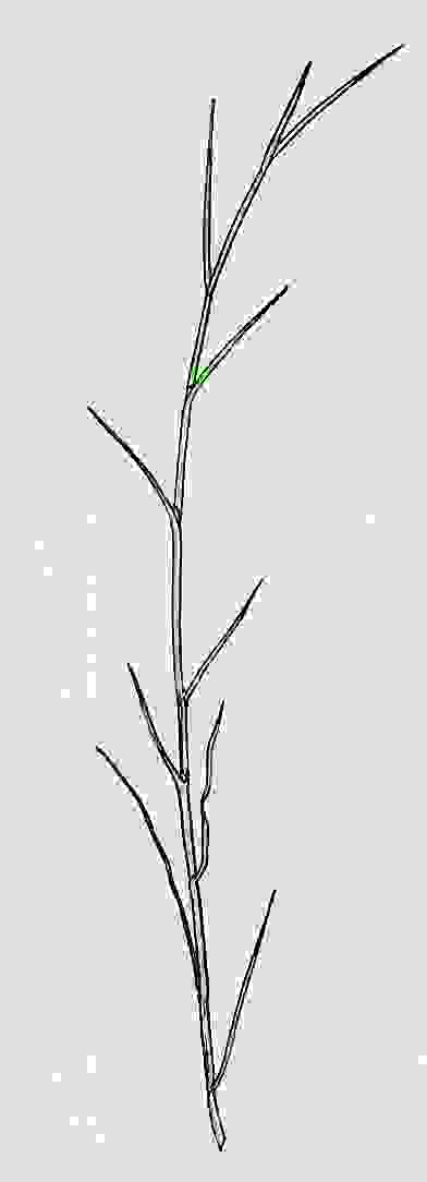 Puccinellia maritima